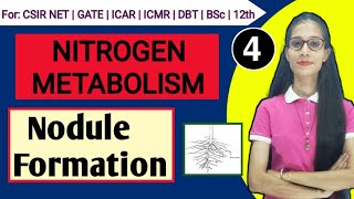 Nitrogen Metabolism  Nodule formation  csirnet apnasapnajrf [upl. by Gabriela]