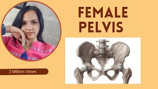 Female pelvis functionsbone description femalepelvis pelvicfloor pelvicmuscles youtubevideo [upl. by Adnoyek]