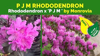 P J M RHODODENDRON  Rhododendron x P J M  By Monrovia [upl. by Rovaert]