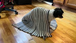 Dog wearing her coat of many colors cat inspects Is that a ghost under the blanket 👻😄 Floor rug [upl. by Agon542]