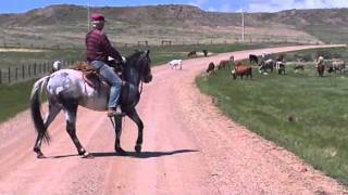 Crazy Legs Spanish Mustang Working Cows [upl. by Patti]