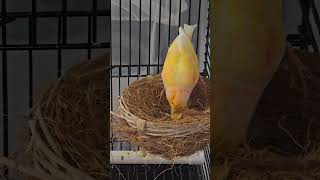 Canaries fypシ゚viral birds shortvideos youtubeshorts trendingshorts tiktok youtube [upl. by Sordnaxela896]