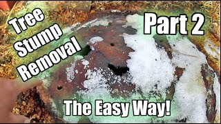 Possibly The Easiest Way To Remove A Tree Stump Using Epsom Salt Part 2  Update amp Improvement [upl. by Ayotnahs954]