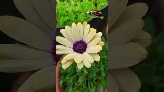 Osteospermum  Dimor  African Daisy  Dimorpotheca  Six Color  Multi Color [upl. by Amjan]