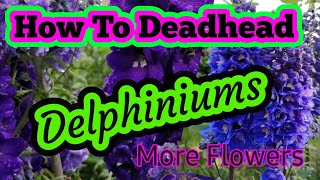 How to prune Delphiniums [upl. by Aicenet]