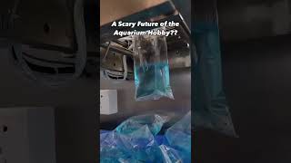 300 AUTOMATIC BETTA Fish in ONE Hour The FUTURE of Aquarium Hobby is SCARY [upl. by Danielson]