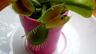 Ma Plante carnivore La dionée Dionaea muscipula [upl. by Tammara]