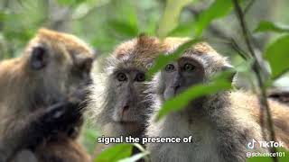 Evolution of Warning Calls in Primates [upl. by Akimak]