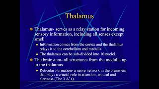 Introduction to Psychology The Hindbrain Midbrain Thalamus and Brainstem [upl. by Ber]