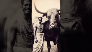 Indian farmers and their giant bulls animals artificialintelligence technology science [upl. by Eicart]