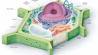 La cellula eucariotica  biologia2 [upl. by Oileve55]