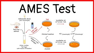 Ames Test for Mutagenic Chemicals [upl. by Egas]