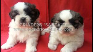 CACHORROS EN VENTA EN MÉXICO CRIADERO SANTA FE [upl. by Selokcin]