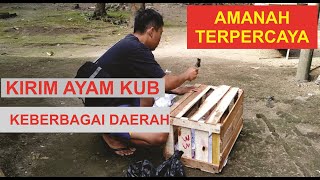 PENGIRIMAN INDUKAN AYAM KUB KE BERBAGAI DAERAH [upl. by Hembree15]