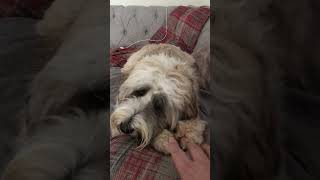 Barney dog versus yak bone [upl. by Gaynor]