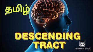 Descending tract Pyramidal corticospinal tracts neuroanatomy [upl. by Rush]