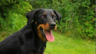 BeauceronBayernde [upl. by Placidia]