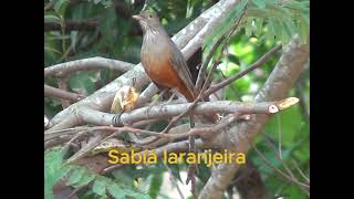 Avifauna sítio Adalmário Mutum [upl. by Yednarb]