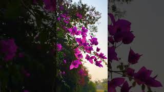 Most beautiful pink bagan bilash flower💕 Most beautiful pink bagan bilash flowerbagan bilash [upl. by Sankey361]