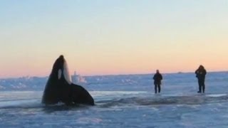 11 Desperate Orcas Trapped in Ice Make Dramatic Escape [upl. by Okia]