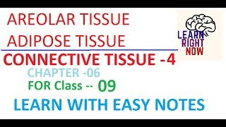 Connective Tissue PART04 AREOLAR and ADIPOSE TISSUE Class 09 Chapter06 [upl. by Avat]