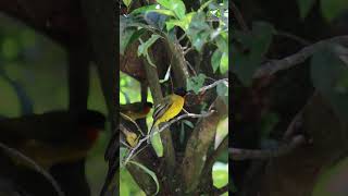 Cucak kuning Pycnonotus melanicterus aviary birds [upl. by Arrol]