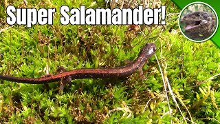 The Plentiful Red Backed Salamander [upl. by Otilopih]