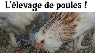 Lœuf ou la poule [upl. by Liakim410]