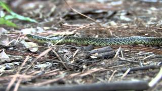 Speckled Kingsnake [upl. by Groome993]