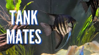 Top 10 Tank Mates for Freshwater Angelfish [upl. by Dinin]