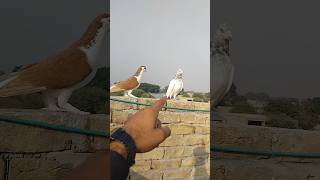 Kabotar Bazi Video youtube pigeon kabutar shorts love viral [upl. by Assilen]