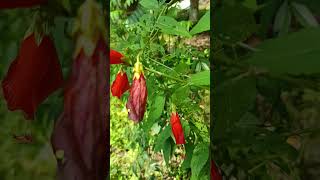 Malvaviscus arboreus is a species of flowering plant in the hibiscus family Malvaceae [upl. by Bobker]