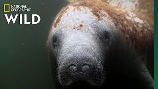 Manatees Are the quotSea Cowsquot of the Coasts  Nat Geo Wild [upl. by Acirne675]