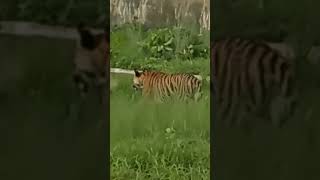 Mukundpur white tiger safari satna [upl. by Friedman]