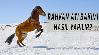 RAHVAN ATLARIN BAKIMLARI NASIL YAPILIR  RAHVAN ATLARI [upl. by Marsha]