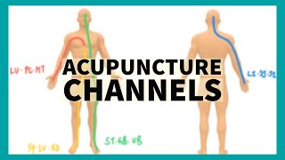 TCM Anatomy System of Acupuncture Channels [upl. by Siekram]