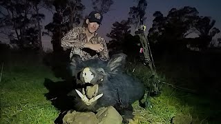 Bow hunting pigs and goats Bow hunting Australia [upl. by Tedric]