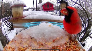 BIRD SOUNDS CARDINALS CHICKADEES WOODPECKERS [upl. by Ylam]