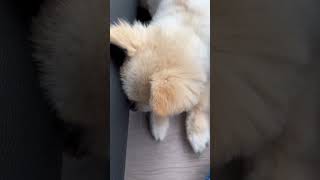 ソファの下にボールが挟まって困っているポメラニアン🤣 ましゅまろ ポメラニアン わんこ ペット動画 pomeranian [upl. by Aniweta361]