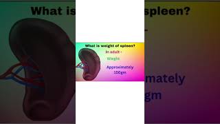 Shape and size of spleen shorts education [upl. by Lodge]