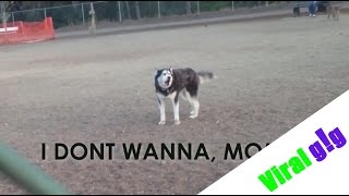 Husky Dog Refuses to Leave Park [upl. by Travis398]