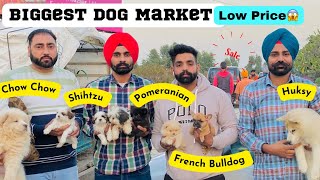 BIGGEST DOG MARKET IN PUNJAB  DOG SHOW LUDHIANA 2022  Part 1 [upl. by Spitzer]