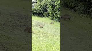 Eastern Cottontail Sylvilagus floridanus  Fort Macon 06 Jul 23 [upl. by Rosenkrantz]