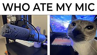 Cat Memes [upl. by Collette210]