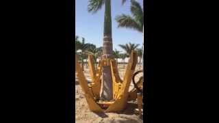 Palm Tree Spade [upl. by Anne-Corinne903]