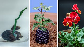 Plants Growing Time Lapse Compilation 484 Days [upl. by Holt284]