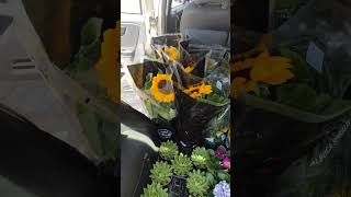 floricultura plants viralvideo viralreels viralshort [upl. by Lucita]