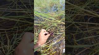 Most Exotic Creatures  Catching crab in river naturevideo crabs flooded [upl. by Webster]