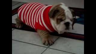 Bulldog Puppies are the cutest Puppies ever Funny Dog Vine Compilation [upl. by Atsilac]