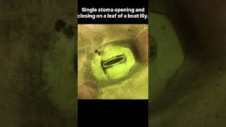 Stomata closing and opening [upl. by Srednas]